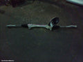 181656 - Image 1