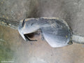 VOLKSWAGEN PASSAT RIGHT GUARD LINER, 3C/MK6 B7, FRONT, SEDAN/WAGON, 09/2010 - 05/2015 - Image 1