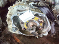 MG ZS TRANS/GEARBOX, AUTO, PETROL, 1.0, TURBO, AZS1, 09/2017 ONWARDS - Image 1