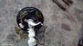 HOLDEN COLORADO BRAKE BOOSTER, RG/RG 7, MANUAL T/M, 01/2012 - 12/2020 - Image 1