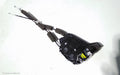 HONDA CRV DOOR/BOOT/GATE LOCK, LEFT REAR DOOR LOCK, RW, 05/2017 ONWARDS - Image 1