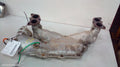 SUBARU IMPREZA CATALYTIC CONVERTER, MANIFOLD-CAT TYPE, 2.0, FB20, G4, 12/2011 - 10/2016 - Image 1