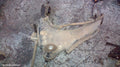 HOLDEN COLORADO RIGHT FRONT UPPER CONTROL ARM, RG, 4WD, 06/2012 - 12/2020 - Image 1